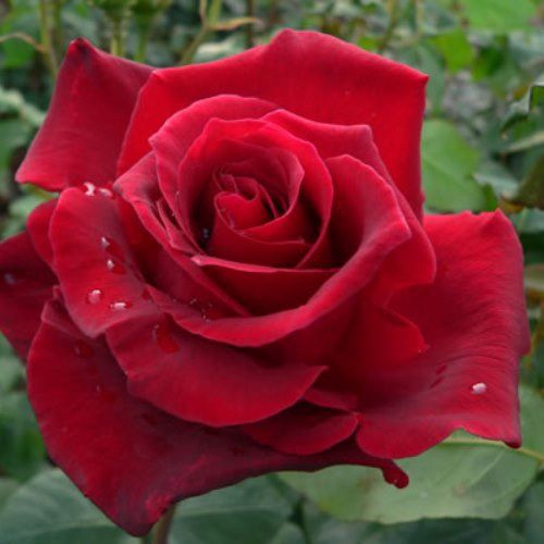 Rose Romeo