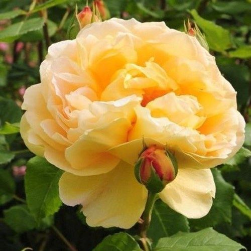 Rose Golden Celebration (Austin bush)