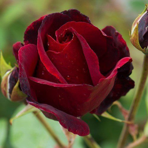 Rose Black Beauty (floribunda)