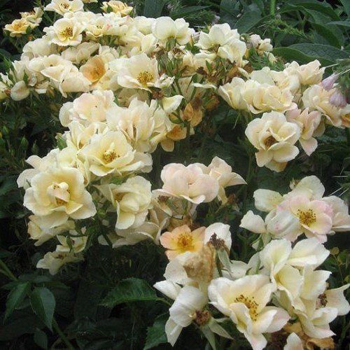 Rose Wedding Day (climbing)