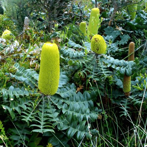 Banksia grandis, Bull Banksia - Pb6.5