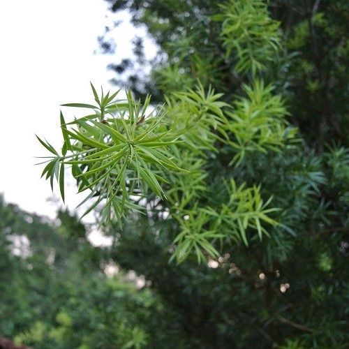 Podocarpus angustifolius - 1.5Ltr