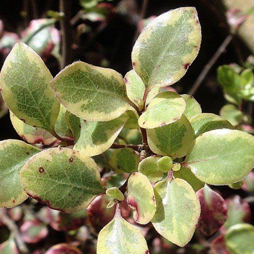 Pittosporum Silver Pillar - 1.5Ltr