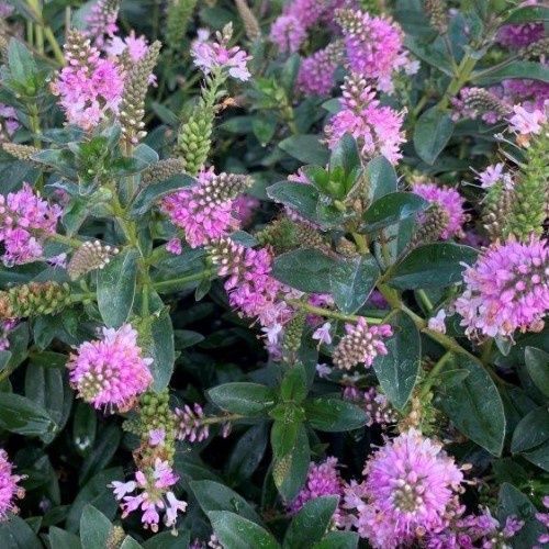 Hebe Elizabeth - 2Ltr