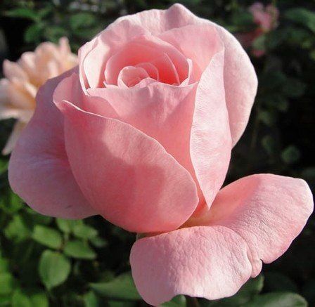 Rose Queen Elizabeth (floribunda)