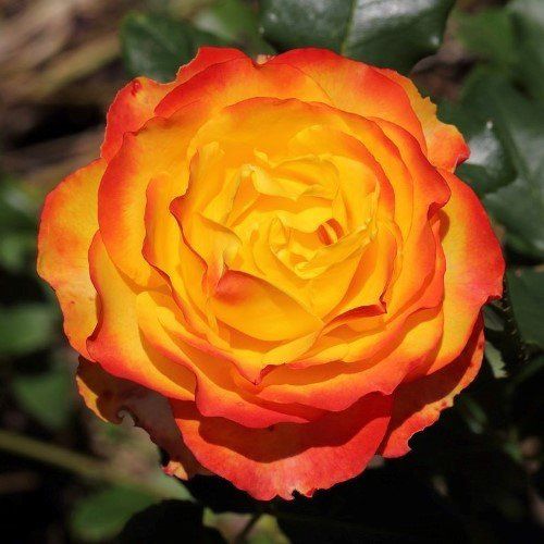 Rose Tequila Sunrise (floribunda)