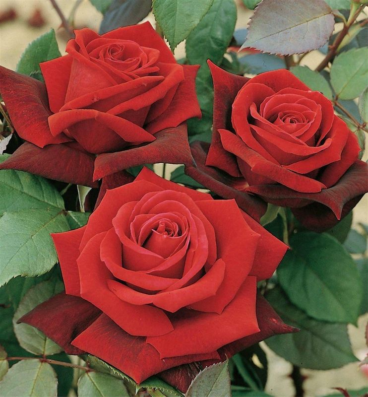 Rose Deep Secret (bush, hyb. tea)