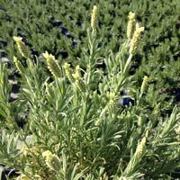 Lavandula stoechas Chilliswood Cream - Pb5