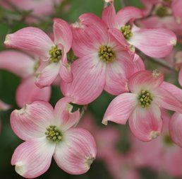 Cornus florida Spring Song - Pb40