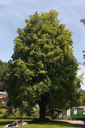 Quercus cerris, Turkey Oak - Pb6.5