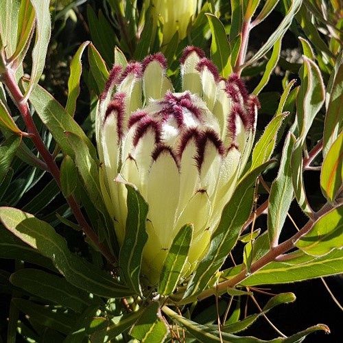 Protea Limelight - Pb6.5 (30/40)
