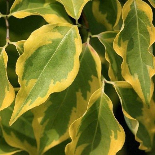 Cornus kousa Bonfire - Pb28