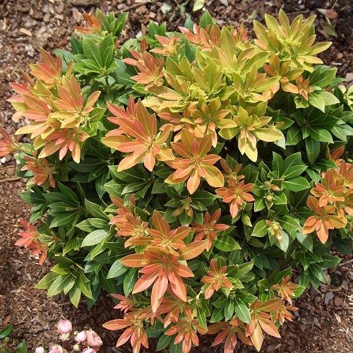 Pieris Sarabande - 4.5Ltr
