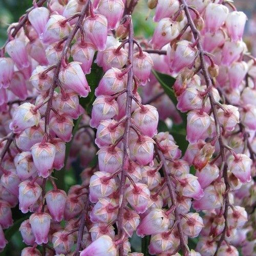 Pieris Tickled Pink