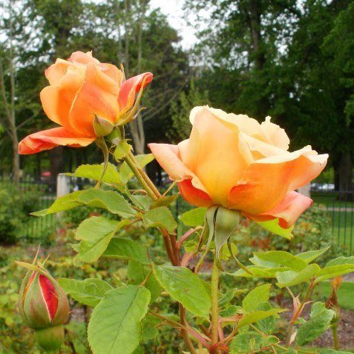 Rose V for Victory (bush, hyb. tea)