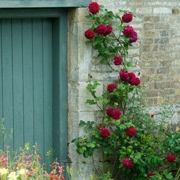 Rose Tess of the Durbevilles (climbing)