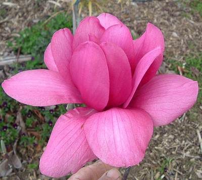 Magnolia Vulcan - Pb28