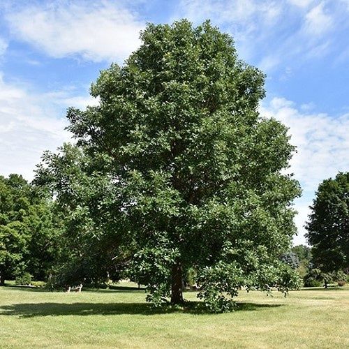 Quercus bicolor, Swamp White Oak - Pb12/Pb28