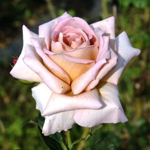 Rose Spiced Coffee (bush, hyb. tea)