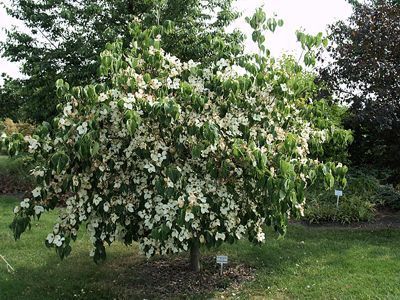 Cornus kousa China Girl - Pb28