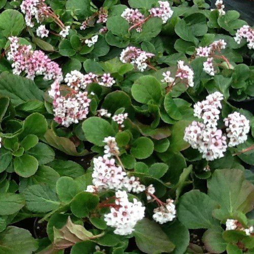 Bergenia Snow Cloud - 1.5Ltr (10/20)