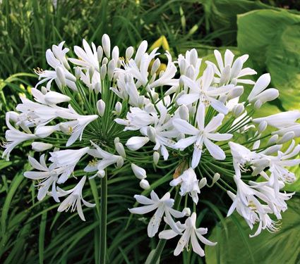 Agapanthus White - Pb5