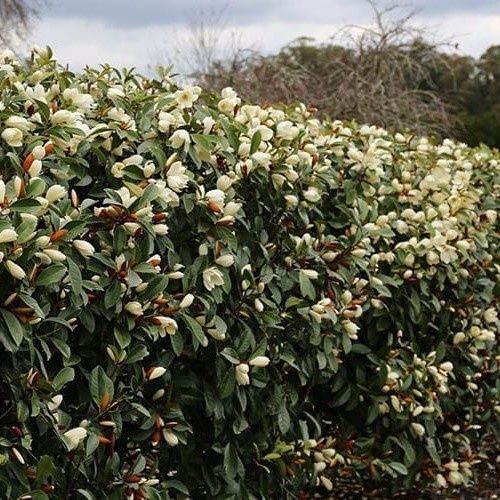 Magnolia Velvet And Cream