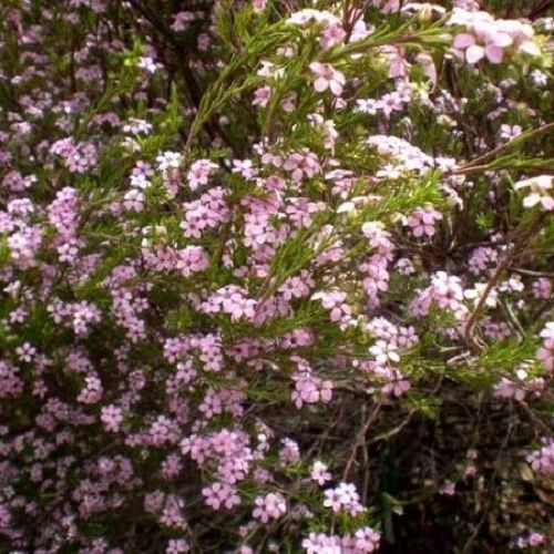 Coleonema Compacta, Breath of Heaven - Pb5