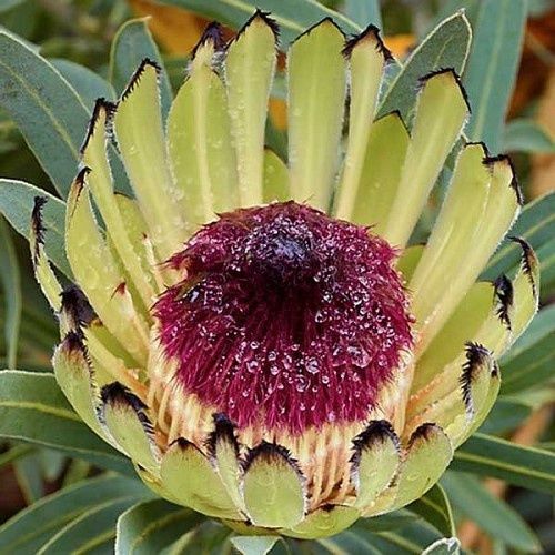 Protea Margaret Watling - 2.4Ltr