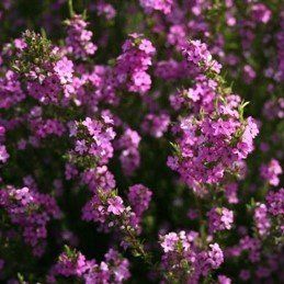 Coleonema Rubrum, Red Breath Of Heaven - Pb5