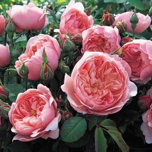 Rose The Alnwick (Austin bush rose)