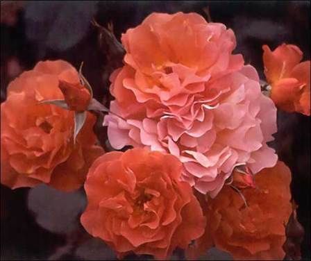 Rose Westerland (climbing)