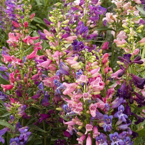 Penstemon (assorted colours) - Pb6.5