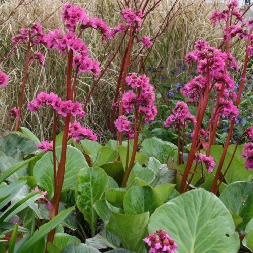Bergenia Bressingham Ruby - 0.5Ltr/1.5Ltr (5/10)