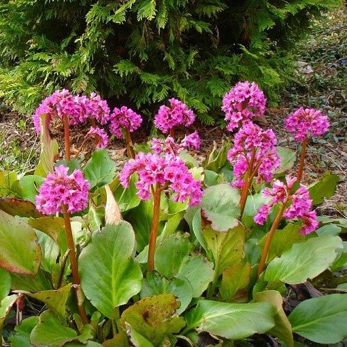 Bergenia cordifolia, Heartleaf Bergenia - Pb5