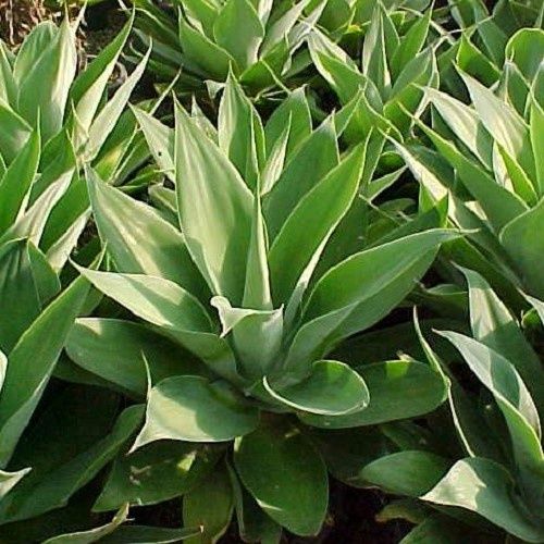 Agave attenuata, Century Plant - Pb60