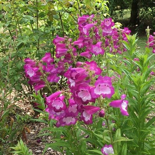 Penstemon Charles Rudd - 2.5Ltr