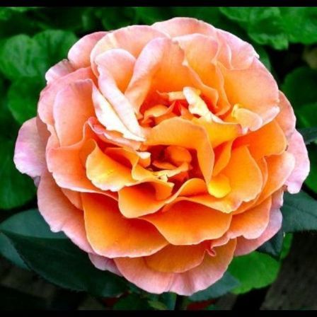 Rose Whisky Mac (bush, hyb. tea)