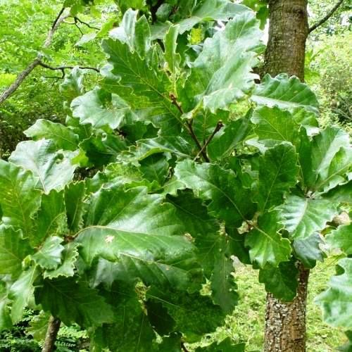 Quercus afares, Algerian Oak - Pb12