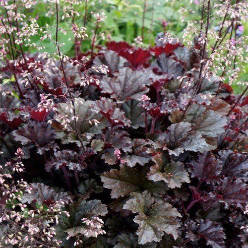Heuchera Dark Secret - 2.5Ltr