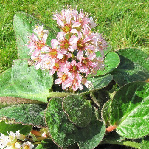 Bergenia ciliate, Fringed Bergenia - 2.5Ltr (10/30)
