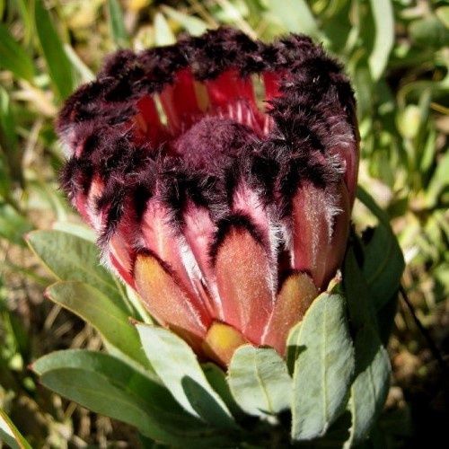 Protea Spotted Mink - 3.5Ltr