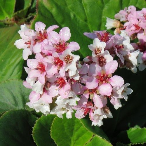 Bergenia Marshmallow - 1.5Ltr/2Ltr