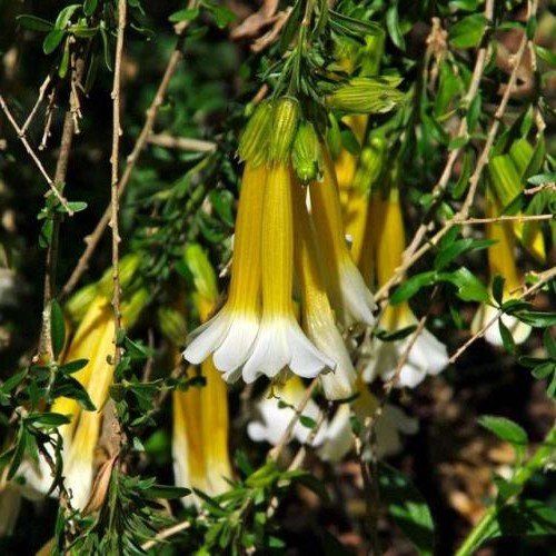 Cantua bicolor, Flower Of The Inca's - Pb6.5