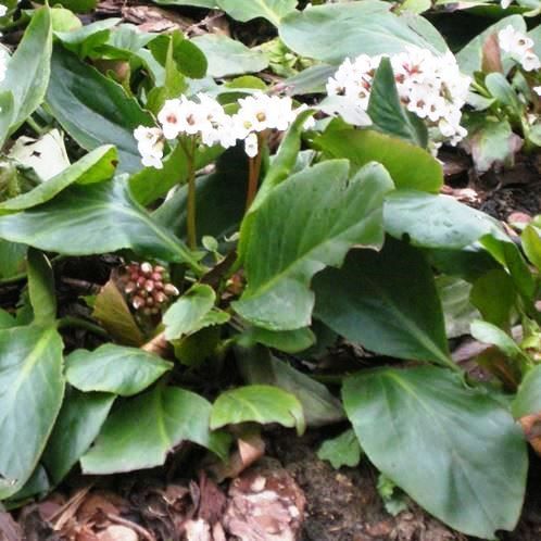 Bergenia Silberlicht - 2.5Ltr