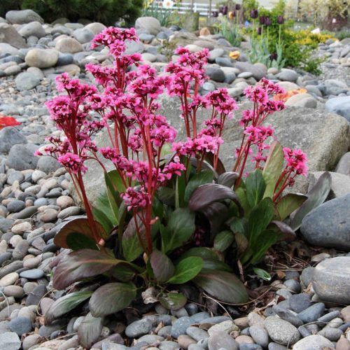 Bergenia Dragonfly - 2.5Ltr