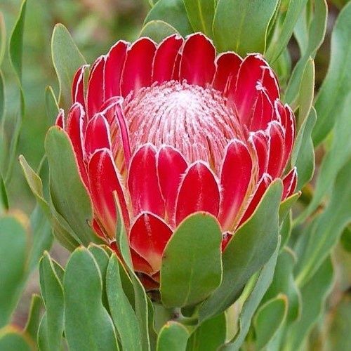 Protea Red Baron - 2.4Ltr
