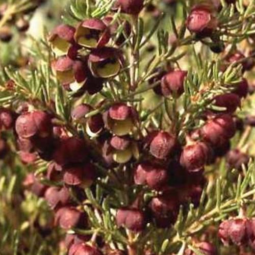 Boronia megastigma - 2.5ltr (20/30)