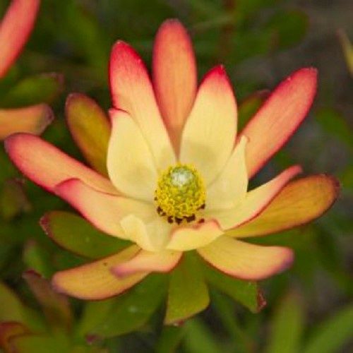 Leucadendron Jenny Barker - 3.5Ltr