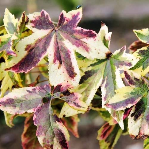 Liquidambar Golden Treasure, Sweetgum - 35Ltr (200/250)